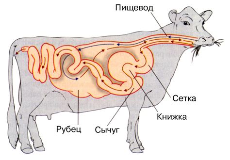 Рубец состоятельный: структура и функции