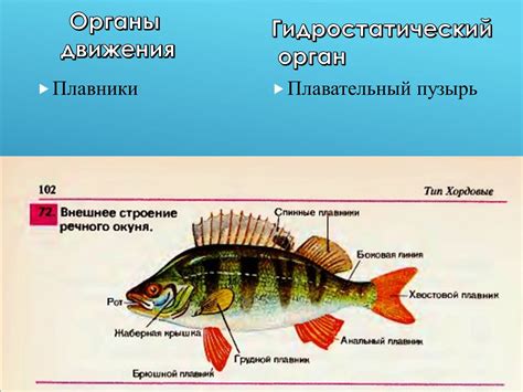 Руководство по действиям после мечты о укусе рептилий в водной среде