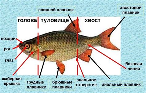 Рыбы, приспособленные к силикатной воде