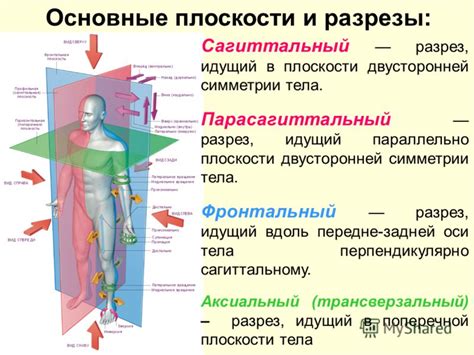 Сагиттальная плоскость и общественное здоровье