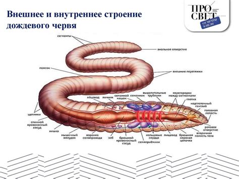 Сакральное значение дождевых червей в сновидениях