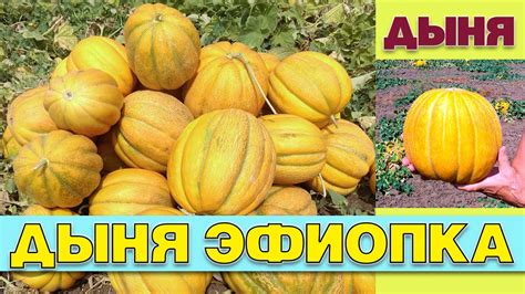 Самоопыляемый сорт: понятие и значение