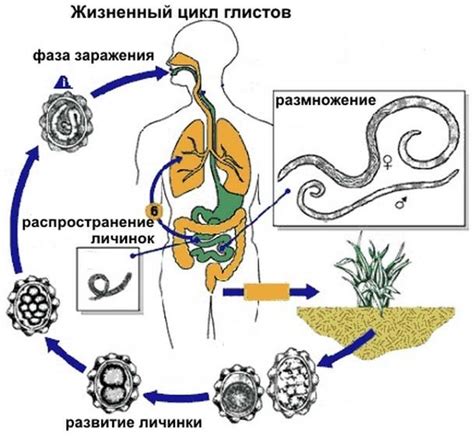 Самостоятельное лечение глистов на ранней стадии