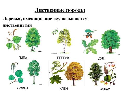 Самые типичные особенности и свойства лиственных деревьев