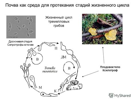 Сапротрофы в почве