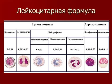 Сбитая лейкоцитарная формула: