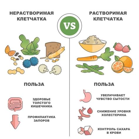 Свежие овощи в качестве источника клетчатки