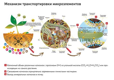 Свойства и преимущества гуминовых кислот