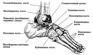 Связи пятки с другими частями стопы