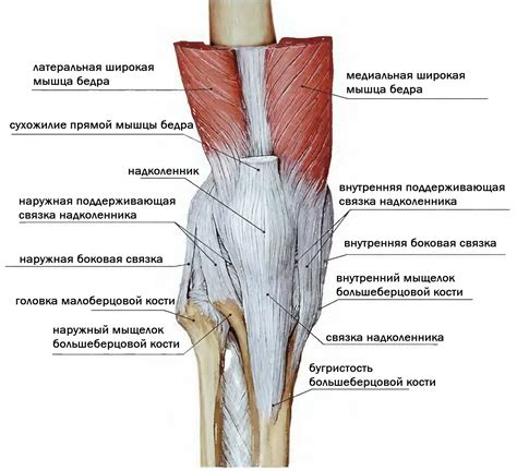 Связки и мышцы коленного сустава