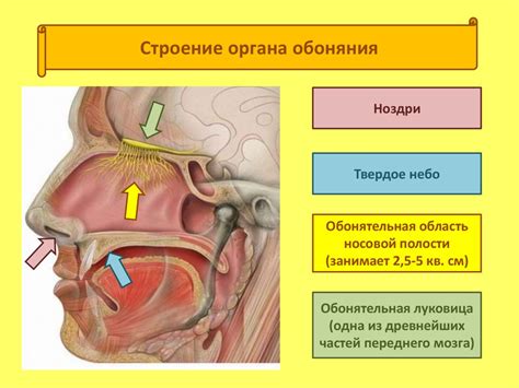 Связь вкуса и обоняния