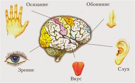 Связь зрения с другими органами чувств