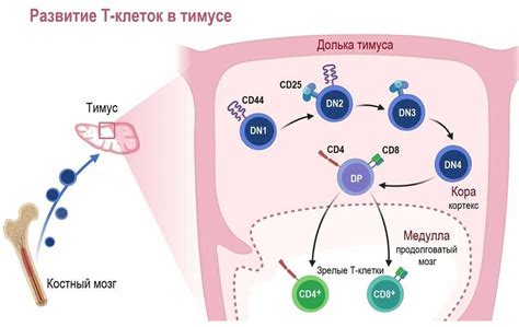 Связь между перистальтикой и иммунной системой