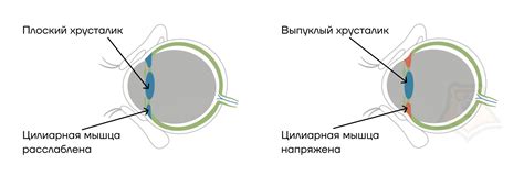 Связь между радужной оболочкой и глазным давлением