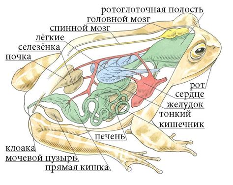 Связь между размером лягушки и ее символическим значением