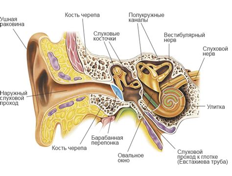 Связь между расчесыванием уха и физическими состояниями кота