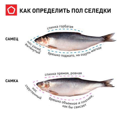 Связь между символами: селедка и беременность