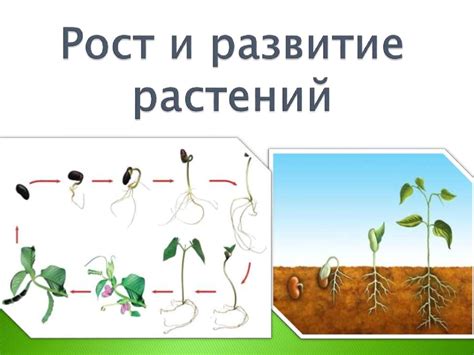 Связь между сновидениями о сборе плодов и развитием саморазвитием уровоспроизводительной деятельности