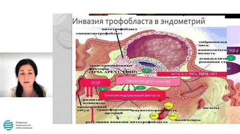 Связь между эхоструктурой эндометрия и репродуктивными заболеваниями