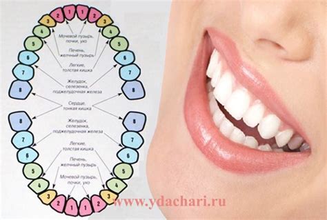 Связь символики зубов с подсознательными желаниями