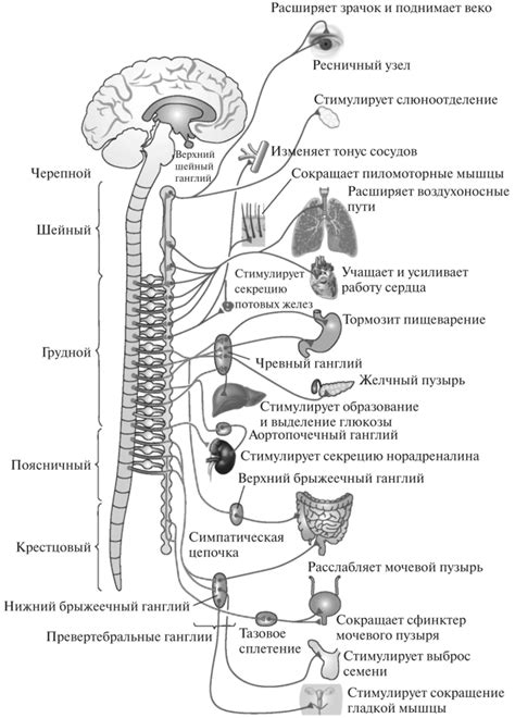 Связь с активностью симпатической нервной системы