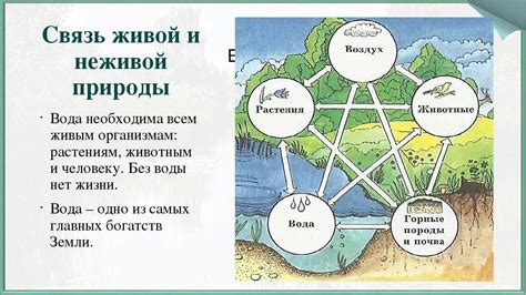 Связь с природой: явление и интерпретация