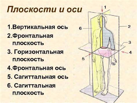 Связь формы тела с самооценкой