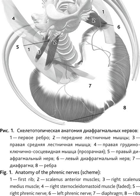 Сдавление диафрагмы