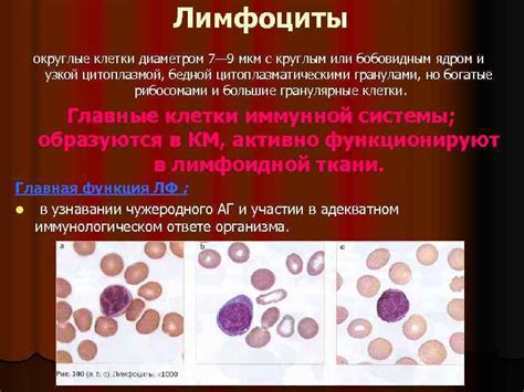 Сегментарные нейтрофилы: роль в иммунной системе