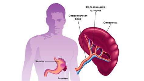 Селезенка: роль, строение и сотрудничество с органами