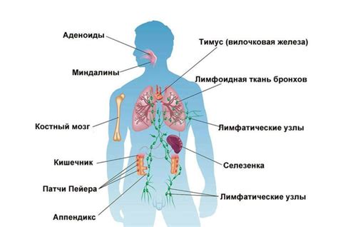 Селезенка и иммунная система