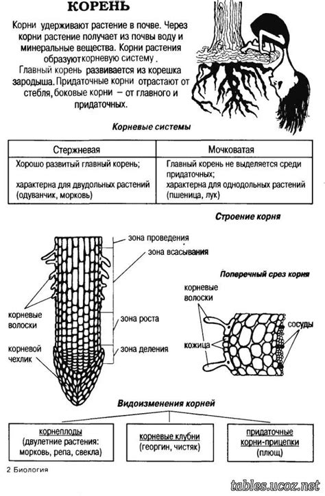 Семантическое значение лабор корня