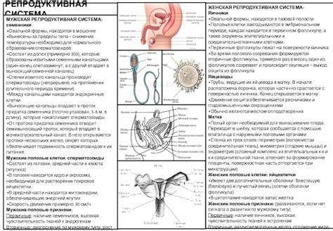 Семенники и репродуктивная система