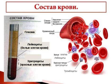 Септическая кровь: определение и симптомы