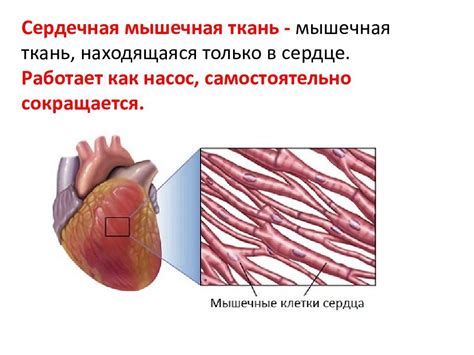 Сердечная мышца и ее функции