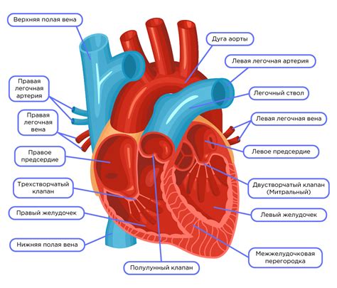 Сердце и его функции