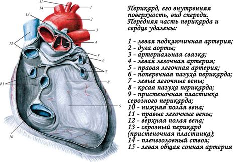 Сердце и перикард