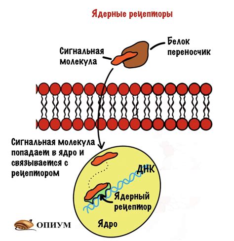 Сигнальные молекулы в апексе