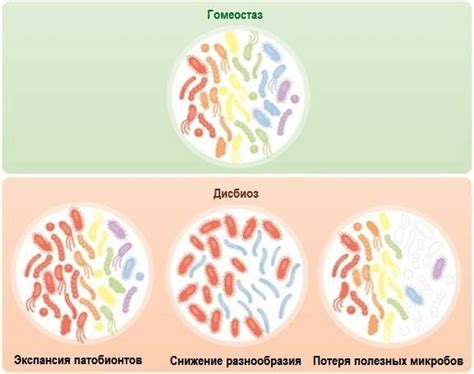 Симбиоз и дисбиоз