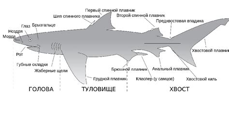 Символизм акул в видении