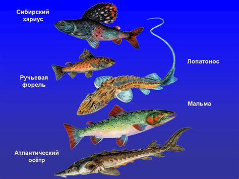 Символизм и значение рыб в сновидениях