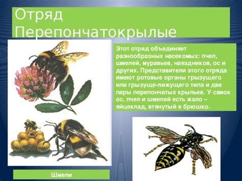 Символизм мебельного предмета в увиденном сне о разнообразных насекомых