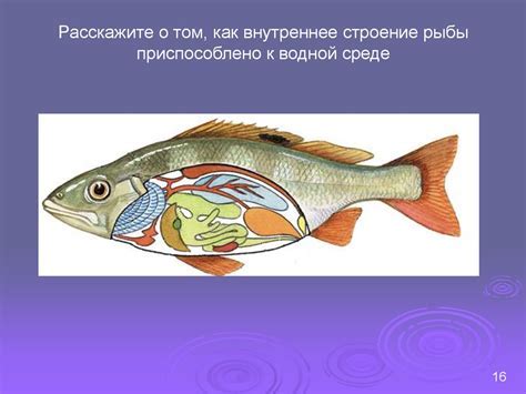 Символика великой рыбы в сновидении мужчины, находящегося в водной среде