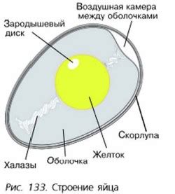 Символика значительного яйца птицы в современном обществе