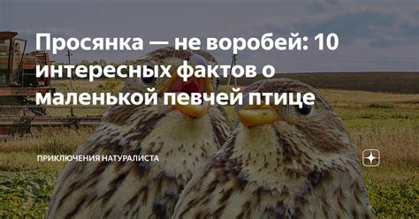 Символика и значение сна о певчей птице