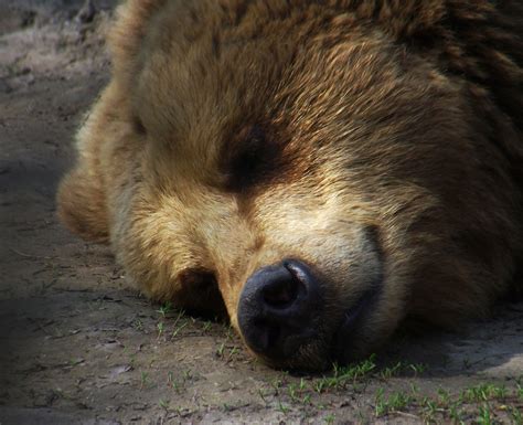 Символика медведя во сне: сообщения из подсознания