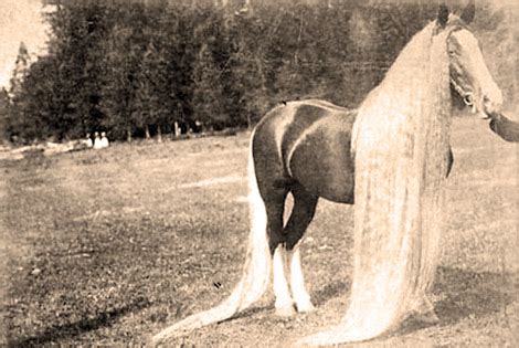 Символика мечтаний о длинной лошади