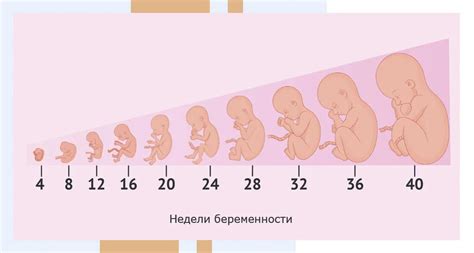 Символика эмбриона в сновидениях: рост и развитие