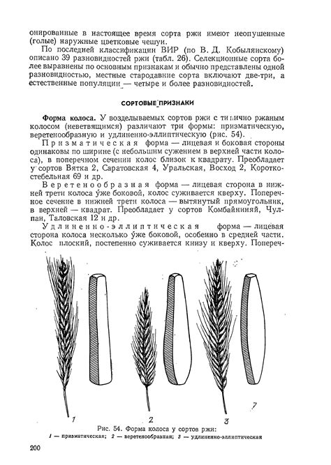 Символическое значение колоса ржи