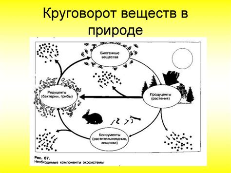 Символическое значение корнеобладателя в земле